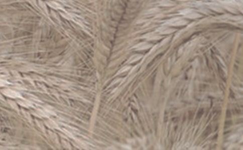 关于小麦的作文(精选22篇)