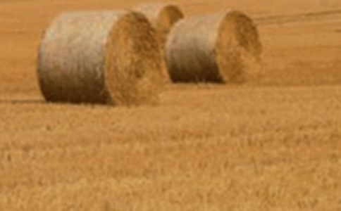 代收购小麦协议书