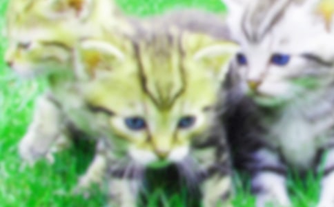 【荐】有趣的小猫作文