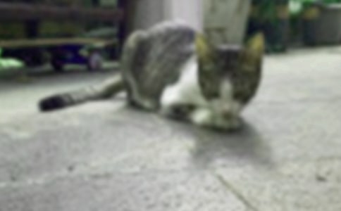 可爱的小猫咪作文五篇