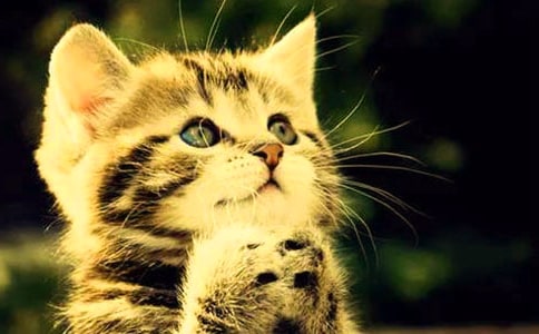 我的小猫作文【荐】