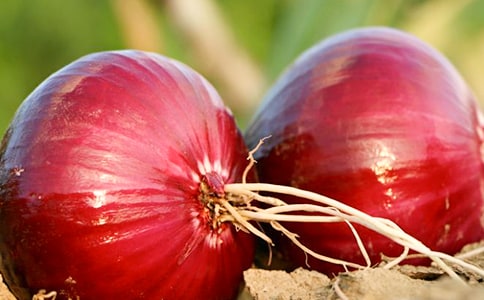 《洋葱头历险记》读后感优秀范文300字14篇