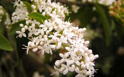 描写夜来香作文