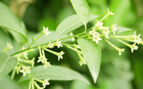 爱如夜来香作文