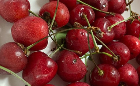 《外公是棵樱桃树》读后感(推荐篇)