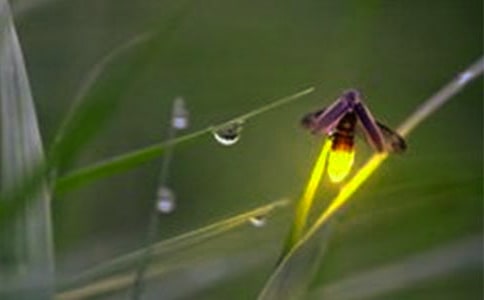 我爱萤火虫作文