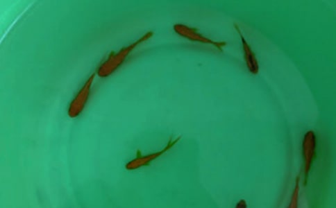 送小鱼苗“回家”小学生写事作文