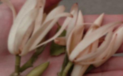 玉兰花开作文(集合15篇)