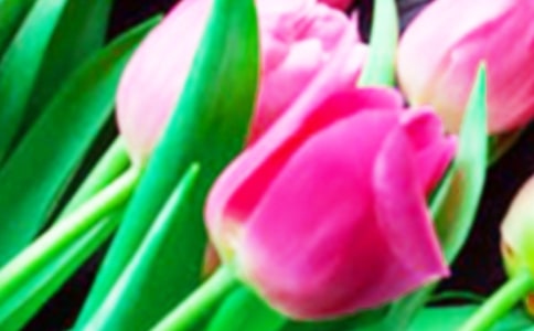 我的郁金香作文(通用31篇)