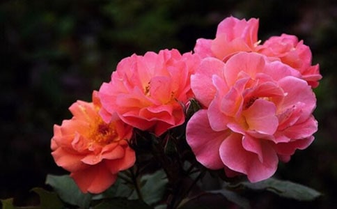 月月花开月季红作文