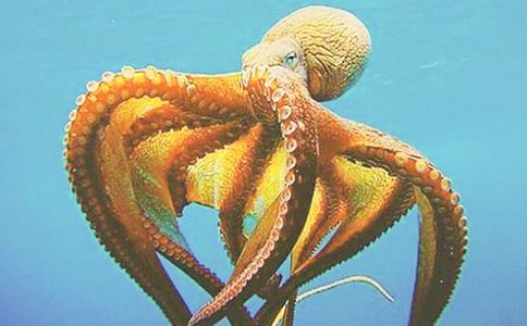 关于章鱼的作文