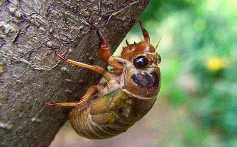 精选知了作文300字4篇