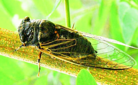 有关知了作文300字(通用40篇)