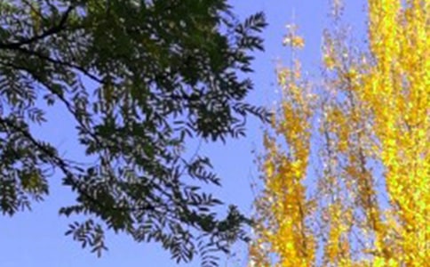 让我轻轻告诉你中午吃作文