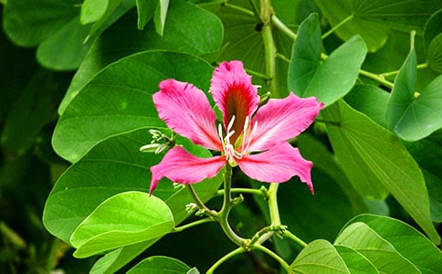 紫荆花开作文(6篇)