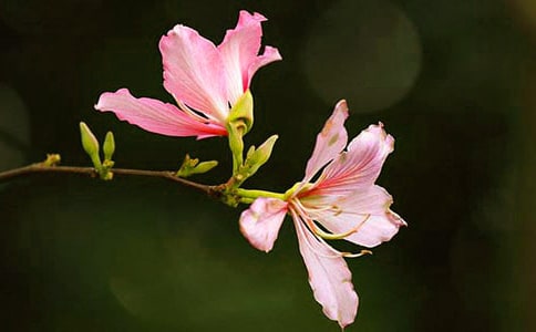 美丽的紫荆花作文(合集5篇)