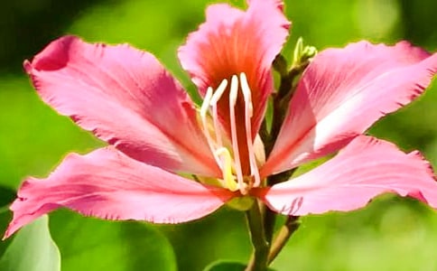 关于紫荆花的作文700字