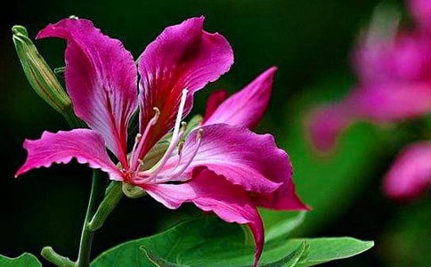 美丽的紫荆花作文(精选29篇)