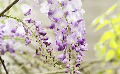 紫藤花开小学作文