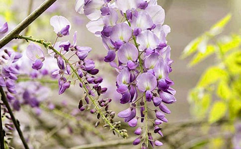 美丽的紫藤花作文