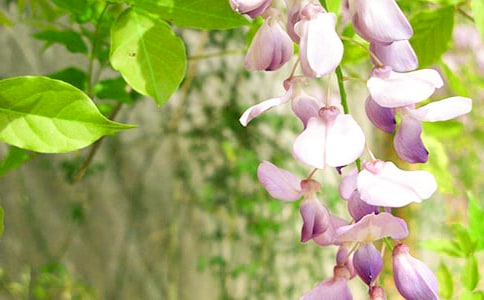 紫藤花开作文15篇