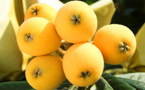 有关枇杷树作文合集八篇