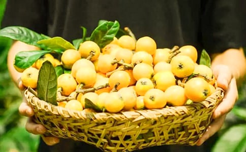 枇杷树作文(热门)