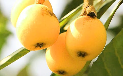 描写枇杷的作文汇编10篇