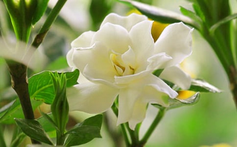 栀子花开的季节作文合集11篇