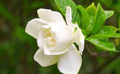 关于栀子花的作文(精选40篇)