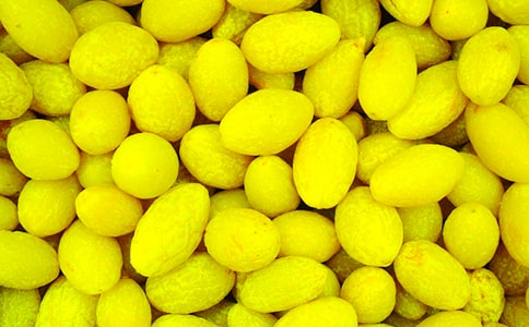 摘橄榄真难忘作文400字