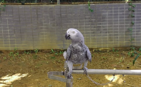 描写鹦鹉的作文【热门】