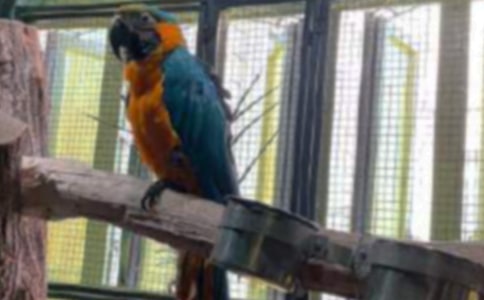 可爱的鹦鹉作文300字