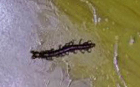 蜘蛛蜈蚣大战300字优秀作文