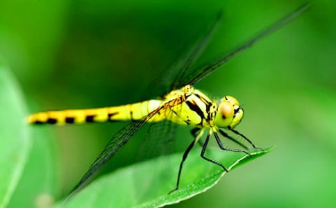 关于蜻蜓作文15篇