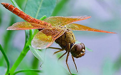 描写蜻蜓的作文11篇