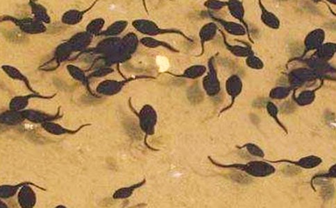 精选蝌蚪作文300字四篇