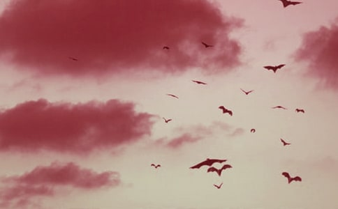 黑蝙蝠的秘密读后感