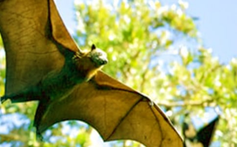 永远的蝙蝠侠优秀作文