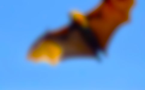 精选蝙蝠作文300字四篇