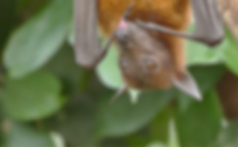 有关蝙蝠作文600字三篇