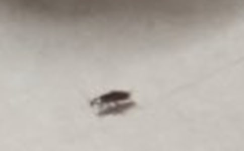 【精品】蟑螂作文600字三篇